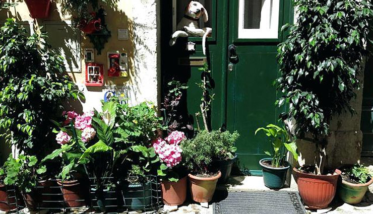 गर्मियों के दिनों में घर में लगाए ये पौधे, खिलने के साथ ही देंगे ठंडक 