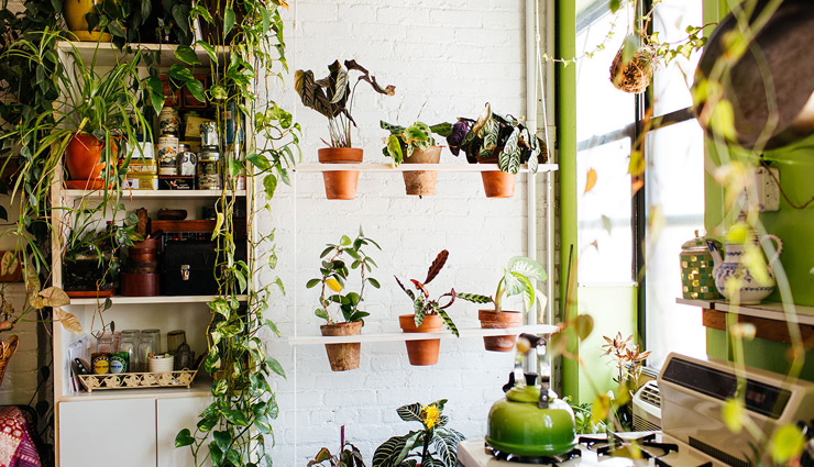 गर्मियों के दिनों में घर में लगाए ये पौधे, खिलने के साथ ही देंगे ठंडक house plants,plants for summers