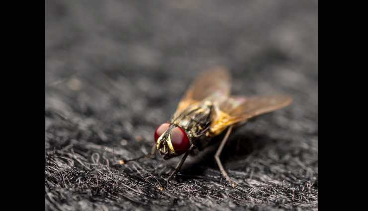 housefiles,get rid of housefiles,household tips