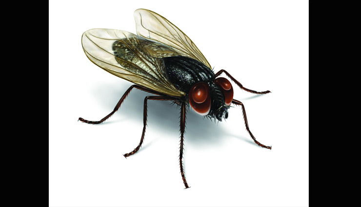 मक्खियाँ फैलाती है बीमारियाँ, छुटकारा पाने के लिए करें ये उपाय