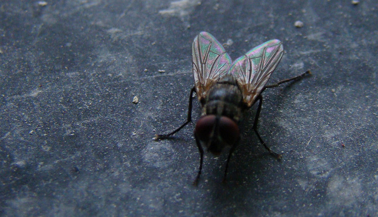 housefiles,get rid of housefiles,household tips