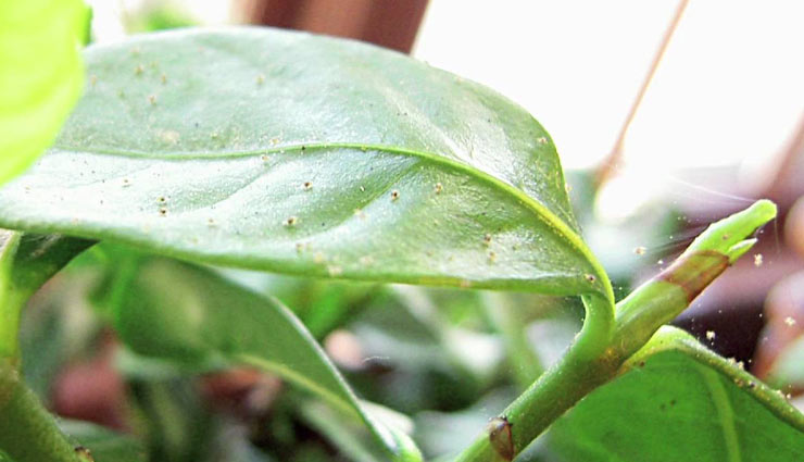 इन टिप्स की मदद से हटाए पौधों में लगें कीड़े plants,tips to remove insects from plants,household tips,taking care of plants