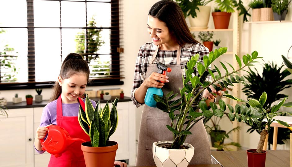 7 Hacks To Care for Your Houseplants