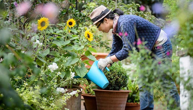 tips for gardening in winter,look after your garden in winter