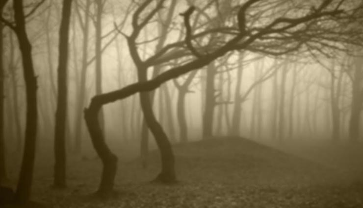 रहस्यमयी तरीके से गायब हो जाता हैं इस जंगल में इंसान, सैकड़ों लोग हो चुके लापता