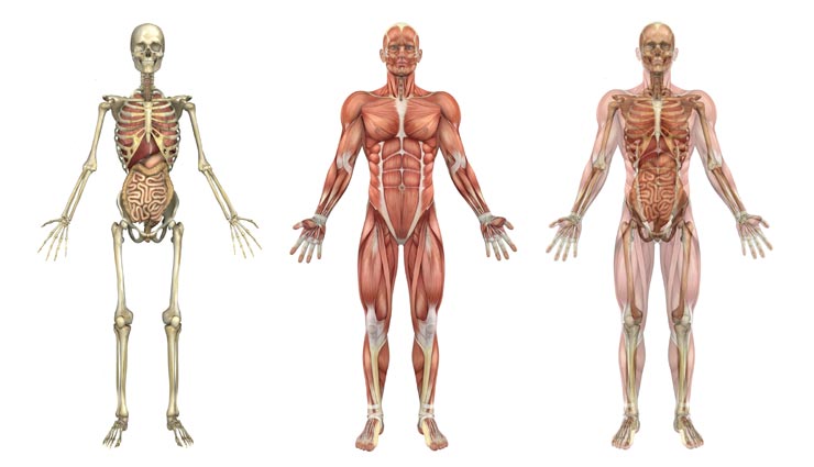 एक ही समय पर पेशाब करना और खून देना असंभव, जानें मानव शरीर से जुड़े अन्य रोचक तथ्य