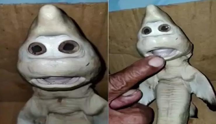 जब मछुआरे ने शार्क को काटा तो निकला कुछ ऐसा जिसे देख सभी रह गए हैरान