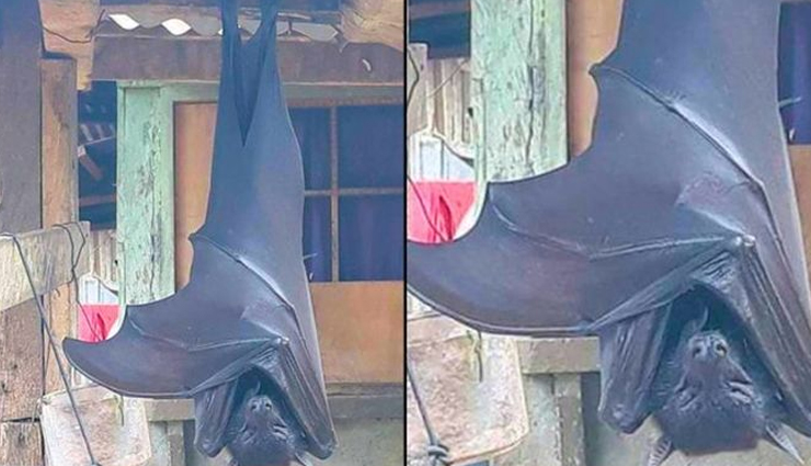 Human Sized Bat From The Philippines are Taking Internet By Storm