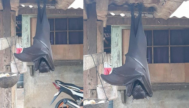 इस देश में दिखाई दिए इंसान के आकार के चमगादड़, लोगों में खौफ 