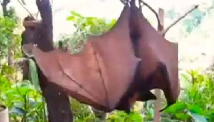 इस देश में दिखाई दिए इंसान के आकार के चमगादड़, लोगों में खौफ coronavirus,human sized bats,philippines