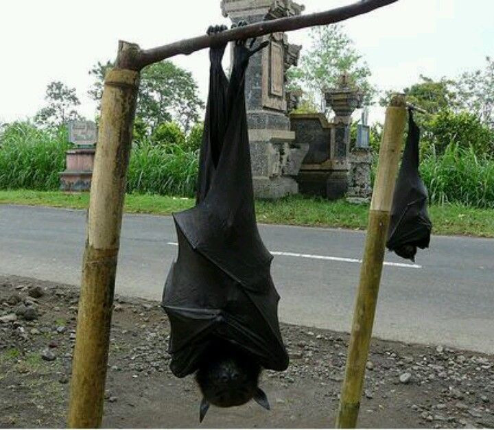 इस देश में दिखाई दिए इंसान के आकार के चमगादड़, लोगों में खौफ coronavirus,human sized bats,philippines