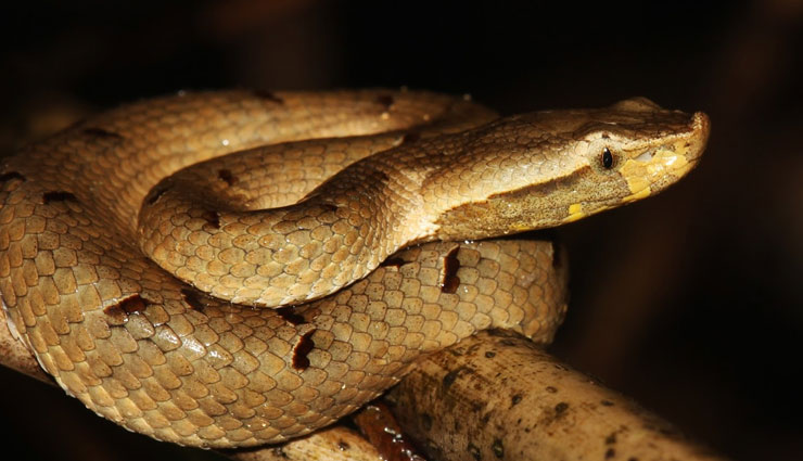 snakes found in karnataka rainforest,karnataka rainforest,snakes,green vine snake,malabar pit viper,hump nosed pit viper,horseshoe pit viper,bamboo pit viper