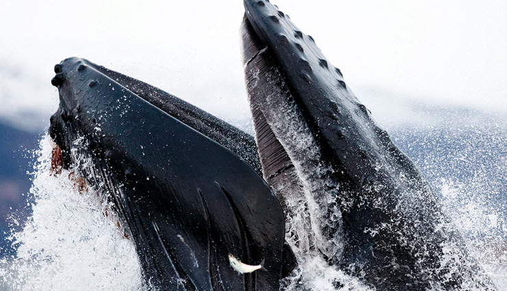 monterey bay whale watching,whale species in monterey bay,blue whales in monterey bay,killer whales in monterey bay,gray whale migration,humpback whales in monterey bay,minke whales in monterey bay,fin whales in monterey bay,bairds beaked whale sighting,whale watching season,whale behavior in monterey bay,best time for whale watching,whale habitat in monterey bay,marine sanctuary in monterey bay,monterey bay wildlife,unique whale sightings,best places for whale watching,guided whale watching tours,conservation of whales in monterey bay,sustainable whale watching