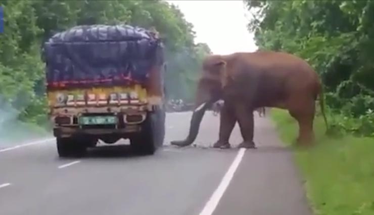 hungry elephant stop truck in west bengal,hungry elephant,west bengal,weird news