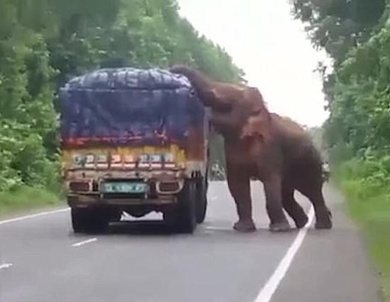 What This Hungry Animal Did Will Surely Make You Laugh