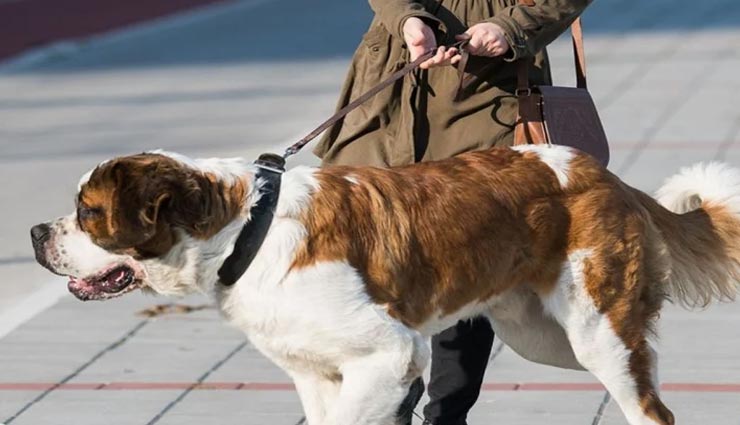 बाहर टहलने के लिए महिला ने अपने पति को ही पहना दिया कुत्ते का पट्टा, मामला कर देगा हैरान