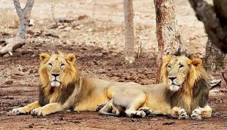 largest zoos of india,holidays,travel,tourism
