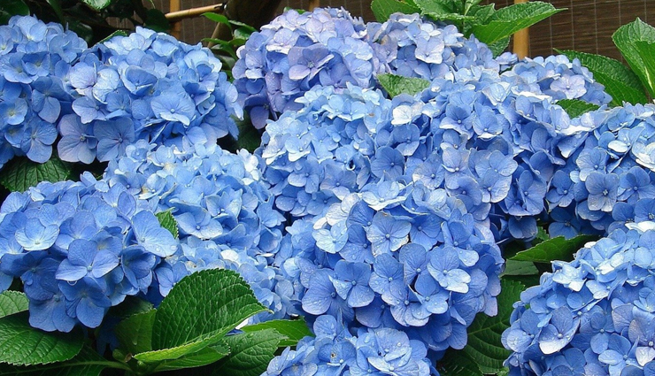 flower gift ideas for women,flowers for romantic gestures,popular flowers for girlfriends,flowers for women’s preferences,romantic floral arrangements,choosing flowers for her,flower meanings for romantic gifts,favorite flowers for female friends,flowers that women adore,symbolic flowers for romantic gifts