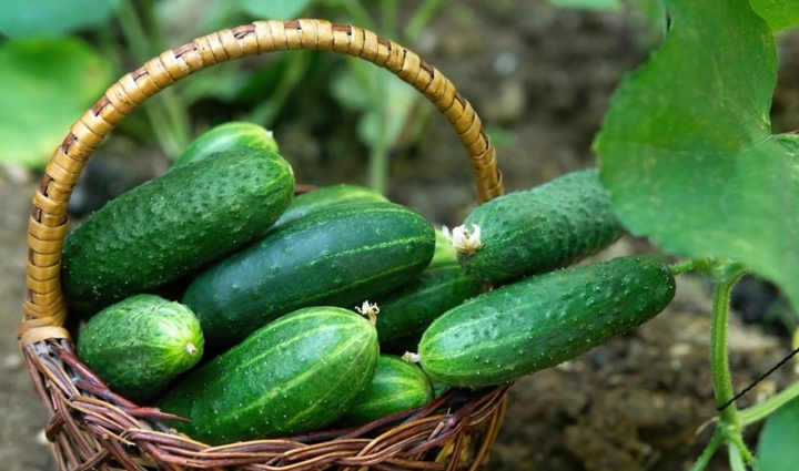 foods you can eat to stay hydrated,Health,healthy living