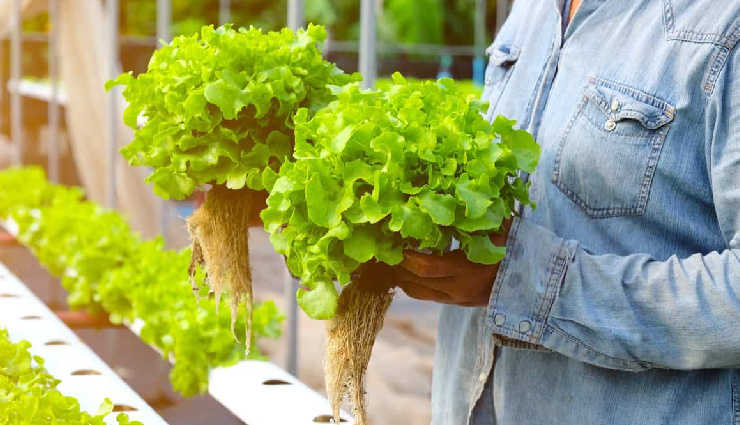 बागवानी के शौकीनों के लिए आई नई तकनीक, घर पर बिना मिट्टी के उगाए धनिया, पालक, तुलसी, पुदीना समेत ये 10 पौधे hydroponics farming,hydroponics technique,hydroponics gardening,soil-less farming,benefits of hydroponics,plants grown in hydroponics,how to do hydroponics,hydroponic system,modern farming methods,sustainable agriculture,water-based farming,hydroponic nutrients,smart farming techniques,indoor gardening,hydroponic cultivation,हाइड्रोपोनिक्स खेती,हाइड्रोपोनिक्स तकनीक,हाइड्रोपोनिक्स फार्मिंग,बिना मिट्टी की खेती,हाइड्रोपोनिक्स खेती के फायदे,हाइड्रोपोनिक्स में उगाए जाने वाले पौधे,हाइड्रोपोनिक्स कैसे करें,हाइड्रोपोनिक्स गार्डनिंग,आधुनिक खेती के तरीके,टिकाऊ कृषि,जल आधारित खेती,हाइड्रोपोनिक सिस्टम,पोषक घोल से खेती,स्मार्ट फार्मिंग तकनीक,इंडोर गार्डनिंग