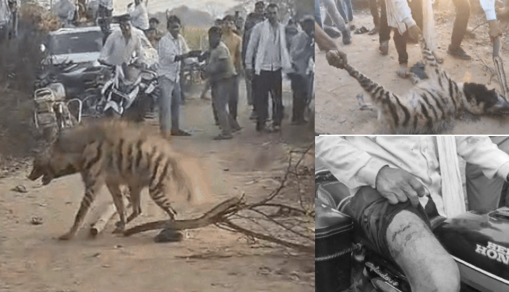 दौसा: जरख ने किसान पर किया हमला, ग्रामीणों ने बरसाए डंडे