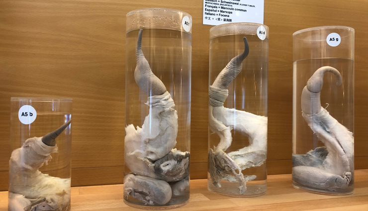 weird museum,weird museum around the world,international spy museum,cancun underwater museum,iceland phallological museum,torture museum,hair museum,toilet museum,the momofuku ando instant ramen museum,spam museum,dog collar museum,museum of broken relationships,travel,holidays,travel guide