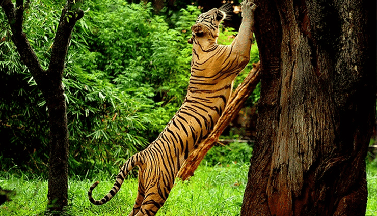 must-see places in idukki,idukki tourist attractions,explore idukkis top sights,idukki travel destinations,best places to visit in idukki,idukkis famous landmarks,idukki tourist hotspots,top cultural attractions in idukki,unmissable sights in idukki,idukkis natural wonders