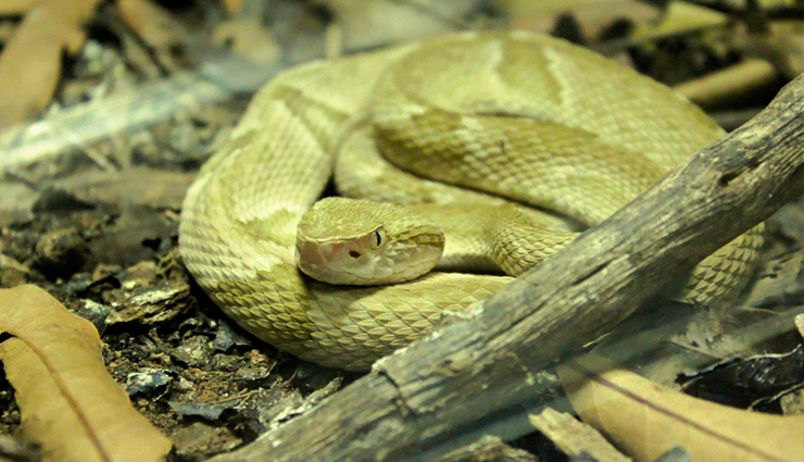 dangerous islands,dangerous islands to visit around the world,travel,holidays,travel guide