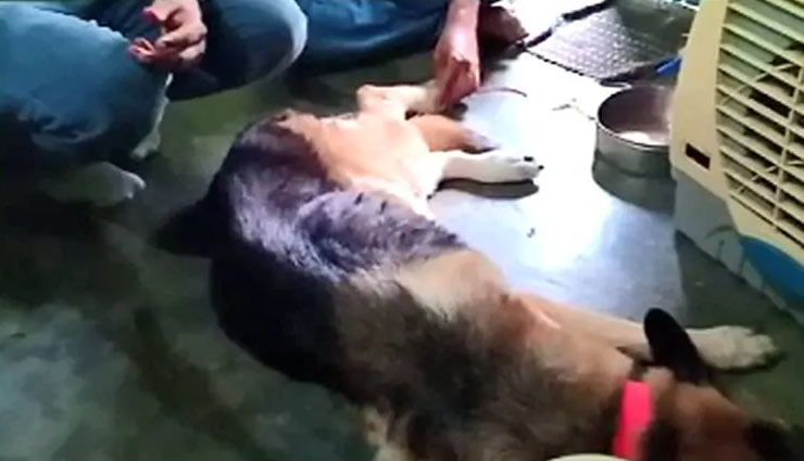 कुत्ते ने किया रक्तदान, बचाई दूसरे कुत्ते की जान, ऐसे हुआ मुमकिन dog,saves life,blood,blood donation,narsinghpur,madhya pradesh,dog news in hindi,blood donation news in hindi,weird news,weird news in hindi