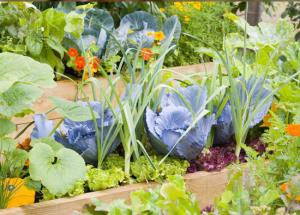 5 Tips For Growing Herb In Kitchen Garden