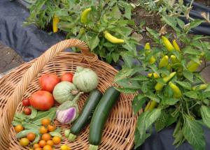 The Wonder world of kitchen gardening simple tips and benefits