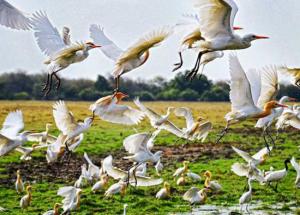 Top 10 Bird Sanctuaries of India