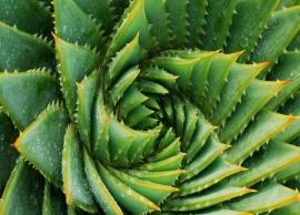 4 Beauty Benefits of Using Aloe Vera