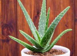 7 Benefits of Using Aloe Vera for Skin
