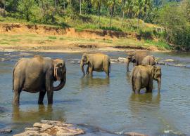 5 Animals You Can Spot in Sri Lanka