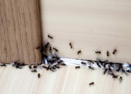Effective Home Remedies To Get Rid of Ants From Home