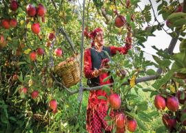 12 Apple Orchard Destination To Visit in India