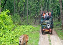14 Tips To Keep in Mind Before Visiting Bandipur National Park