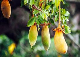 5 Health Benefits of Baobab You Didnt Knew
