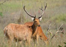 5 National Parks in India You Need To Visit To Spot Barasingha
