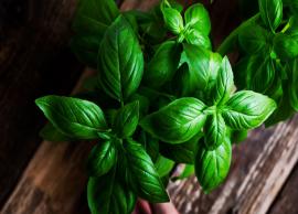 12 Health Benefits of Basil To Count On