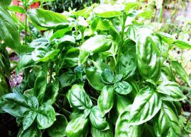 5 Health Benefits of Basil Leaves