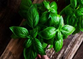 Use Basil To Treat All Your Skin Problems