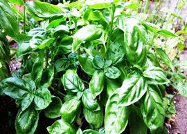 6 Amazing Health Benefits of Basil Leaves
