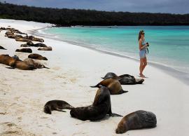 5 Breathtaking Beautiful Beaches To Visit in Galapagos Islands