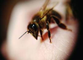12 Natural Remedies To Heal Bee Stings