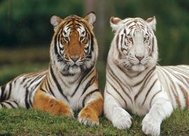 5 Least Known Species of Bengal Tiger