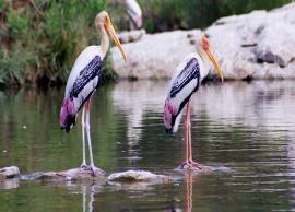 5 Bird Sanctuaries To Visit in Karnataka