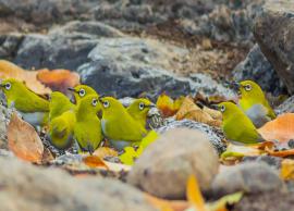 5 Places to Enjoy Bird Watching Near Pune