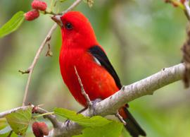 9 Most Beautiful Bird Sanctuaries To Visit in India
